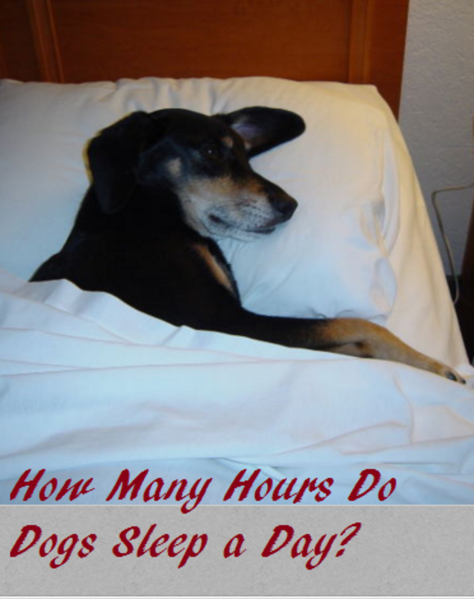 average sleep for dogs