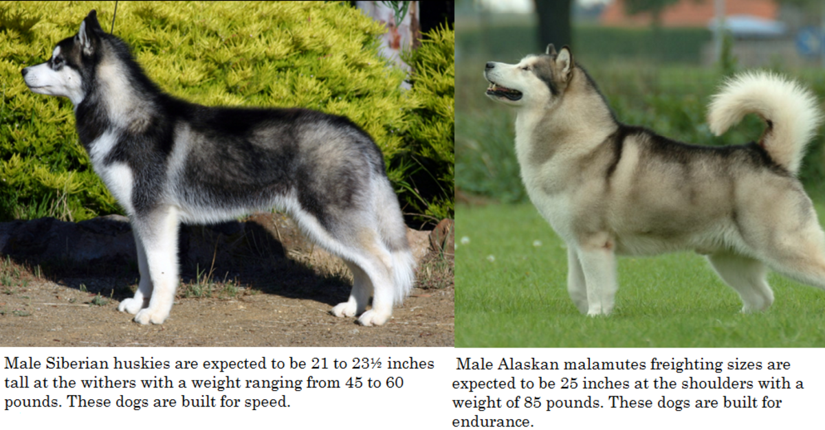 What is the Difference Between a Siberian Husky and an
