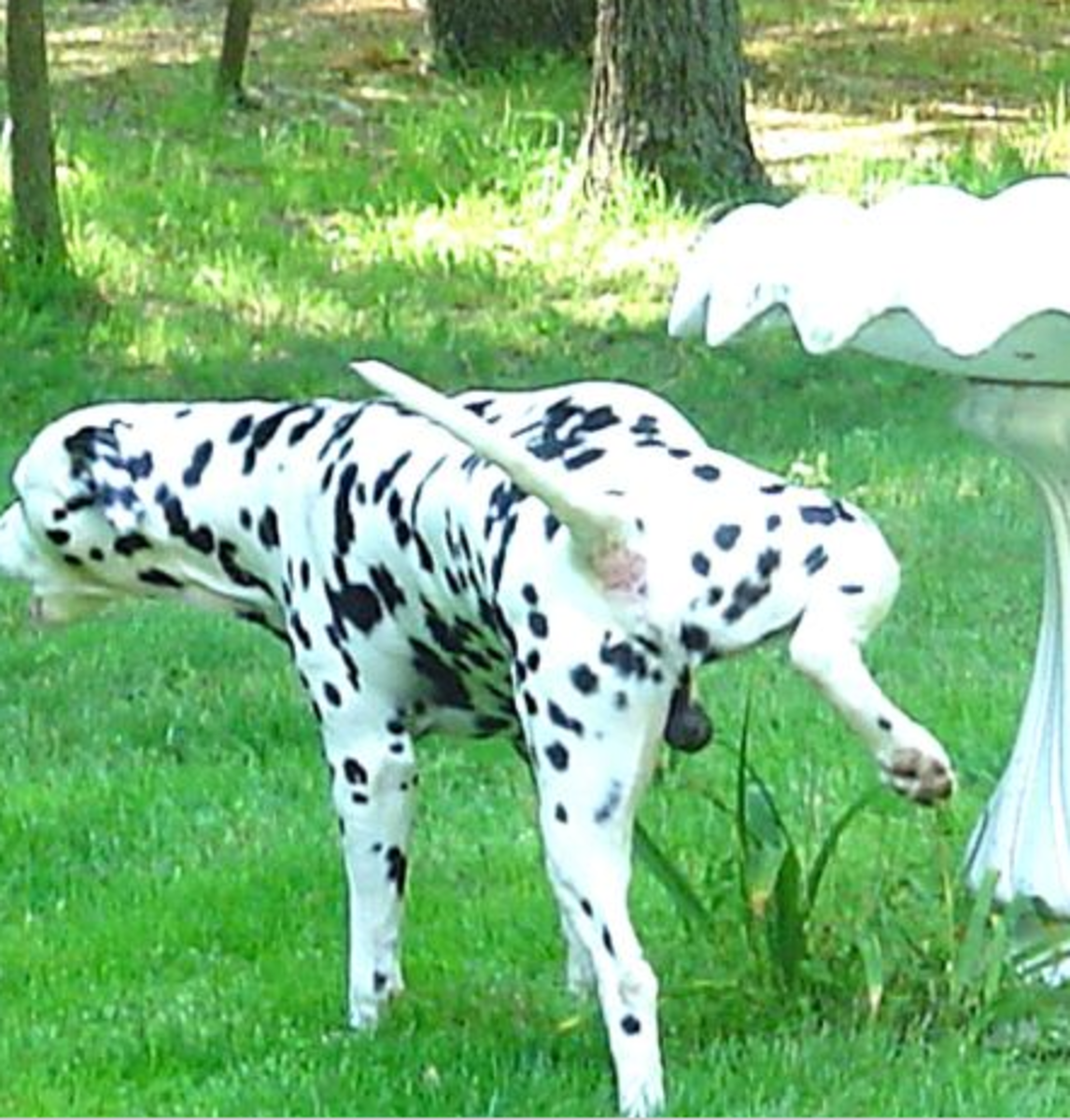male dog peeing