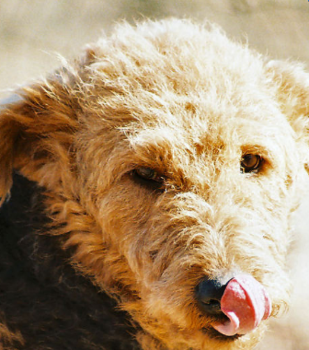 AIREDALE TERRIER