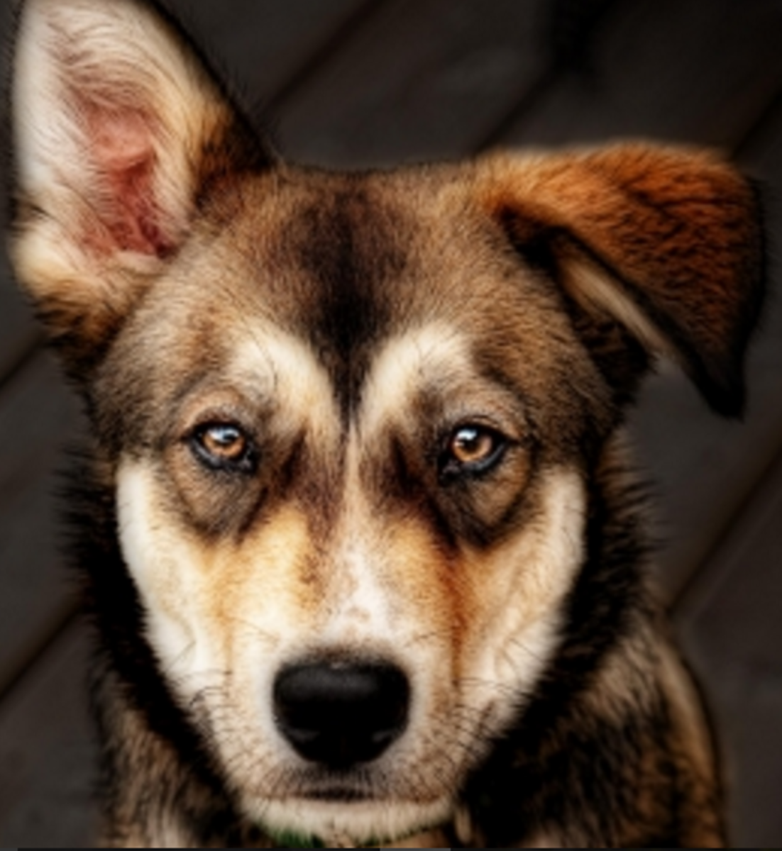brown eyes in dogs