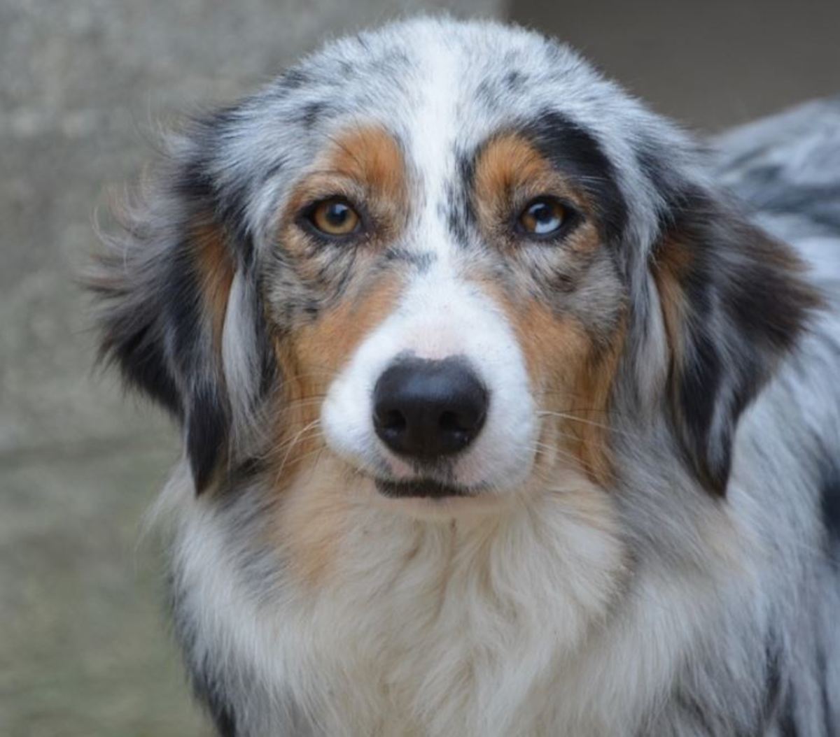 Stunning Dogs With Two Colored Eyes - Dog Discoveries