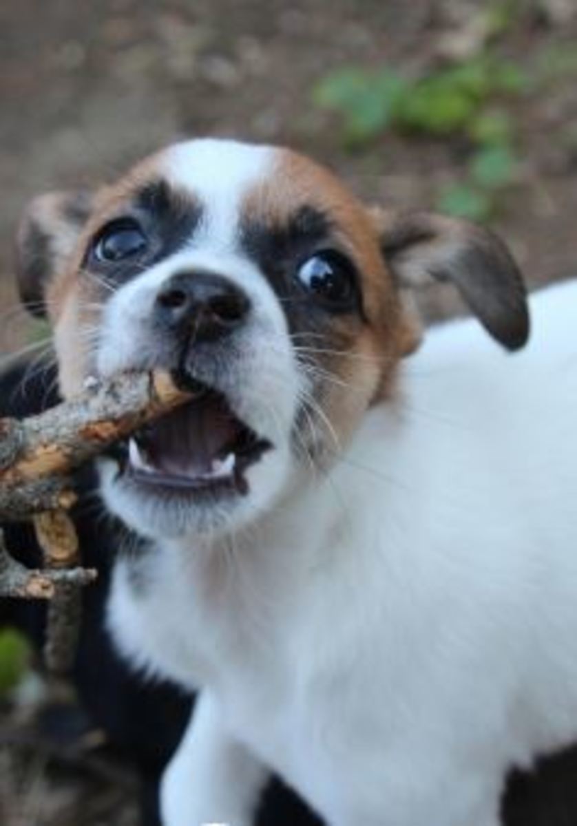 What's Up With Dogs Chewing Through Drywall? - Dog Discoveries