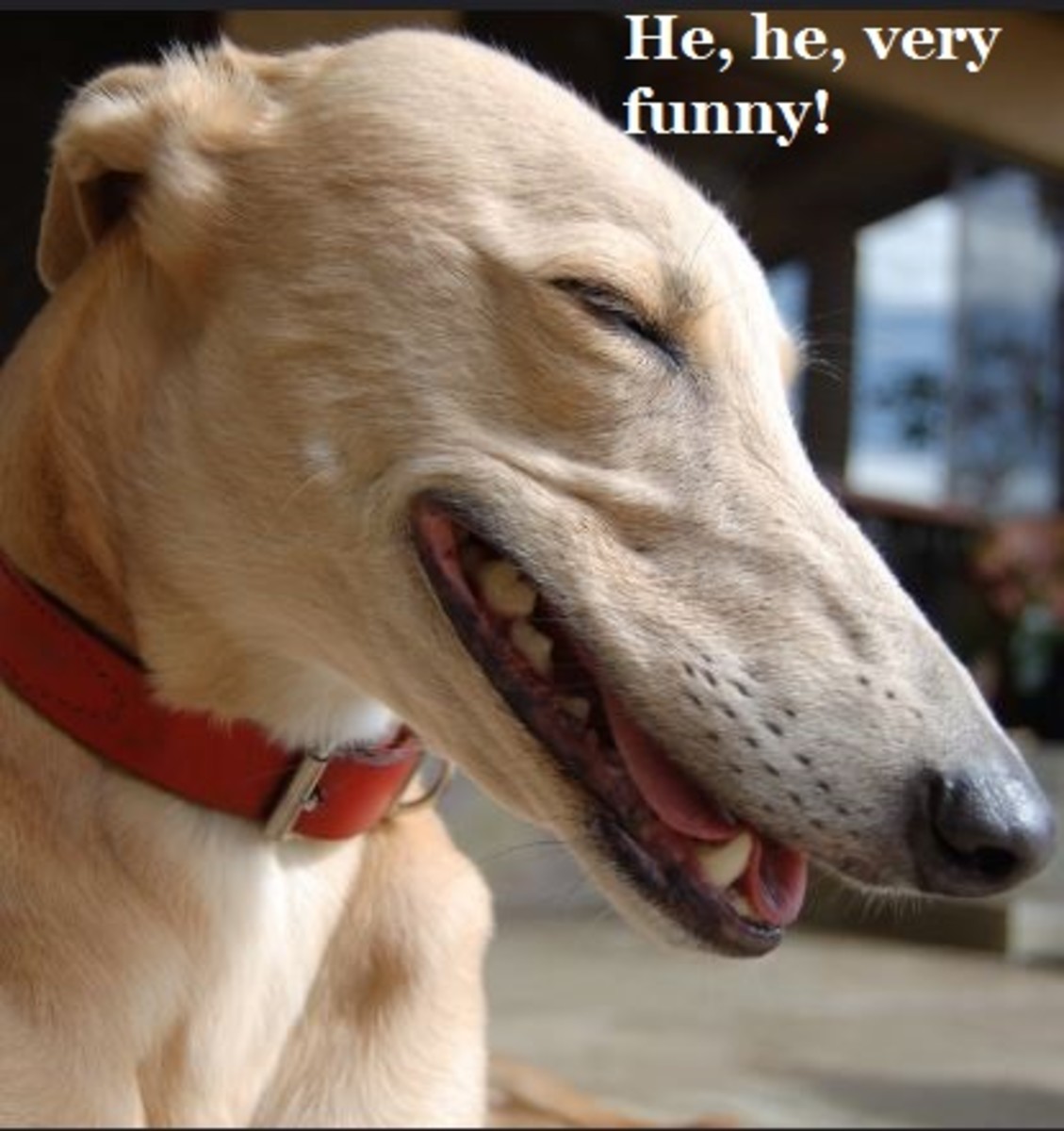 funny dog laughing