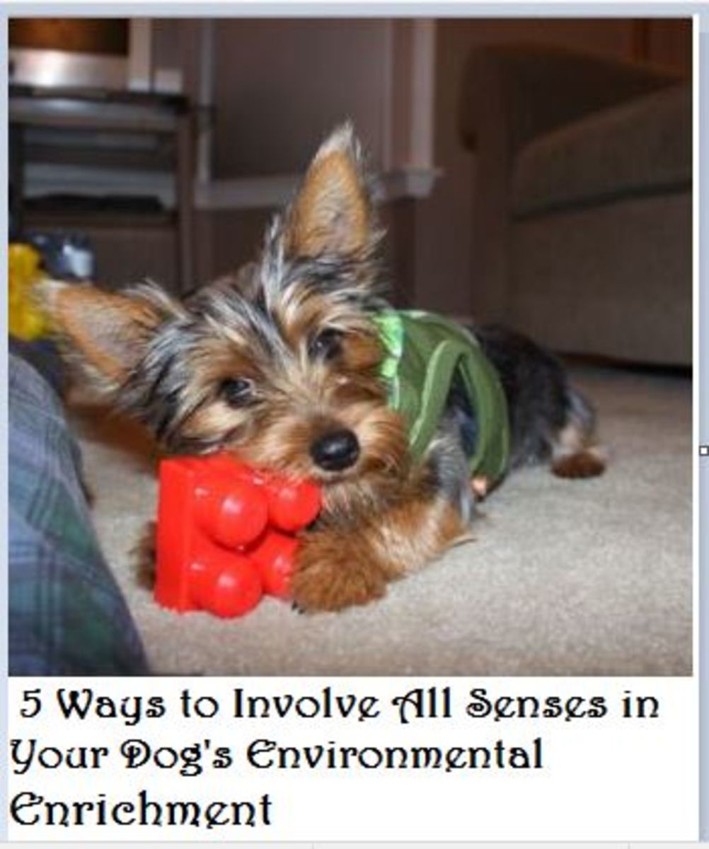 DOG MENTAL STIMULATION