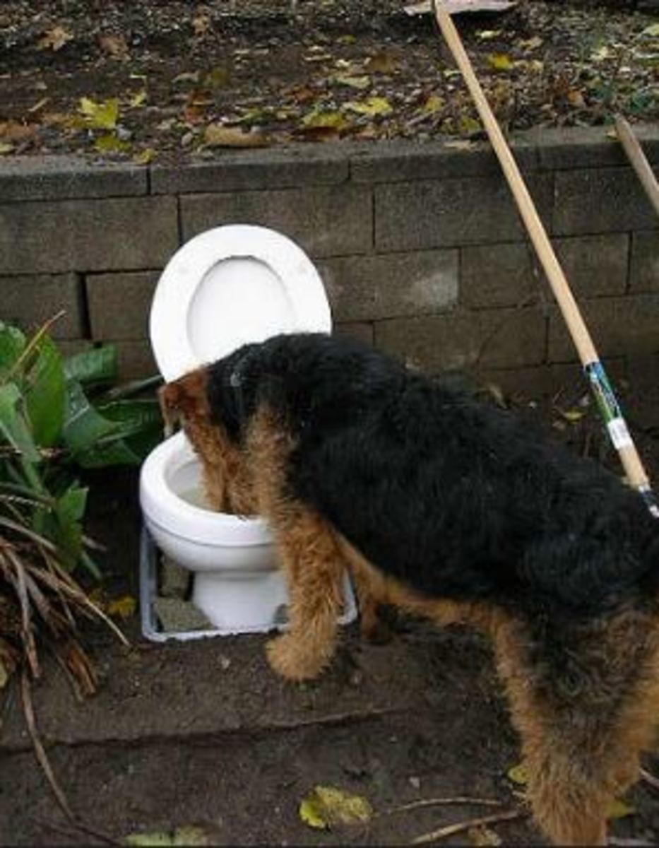 dog toilet bowl
