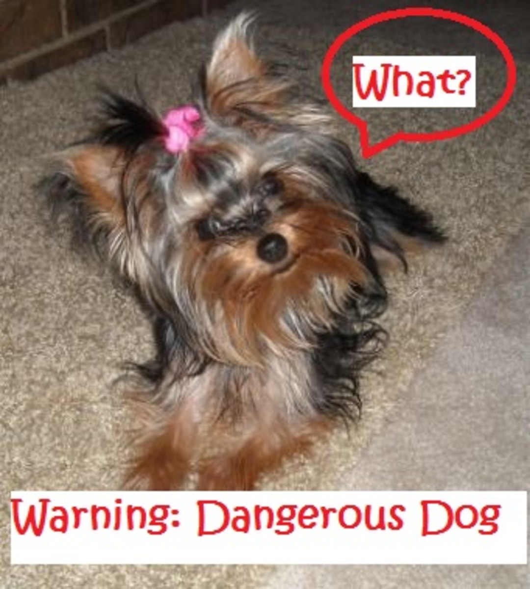 dog aggression