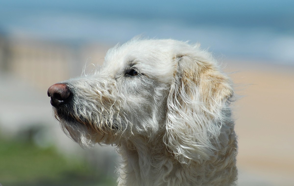 dog aggressive terrirotial