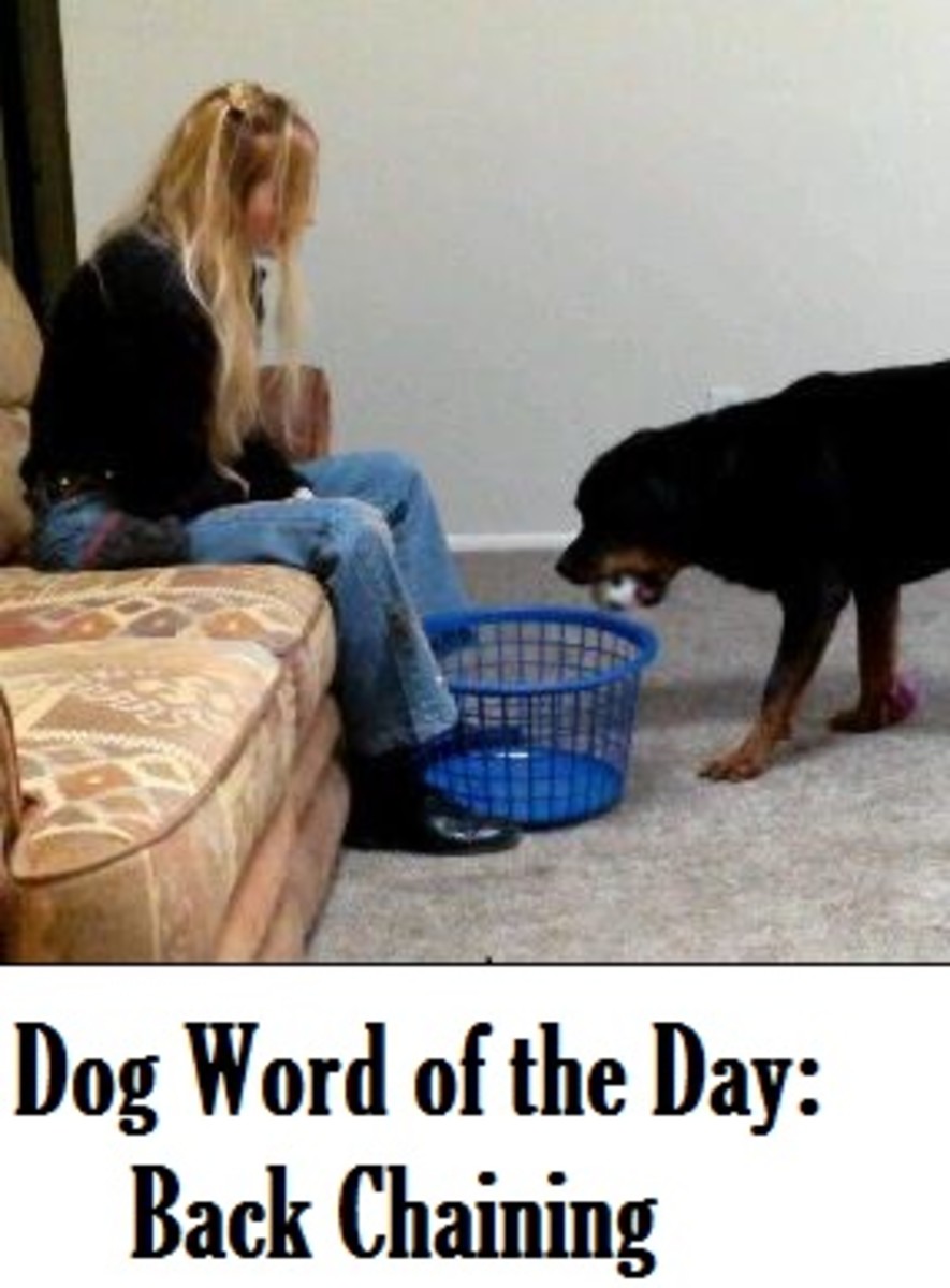 dog ball