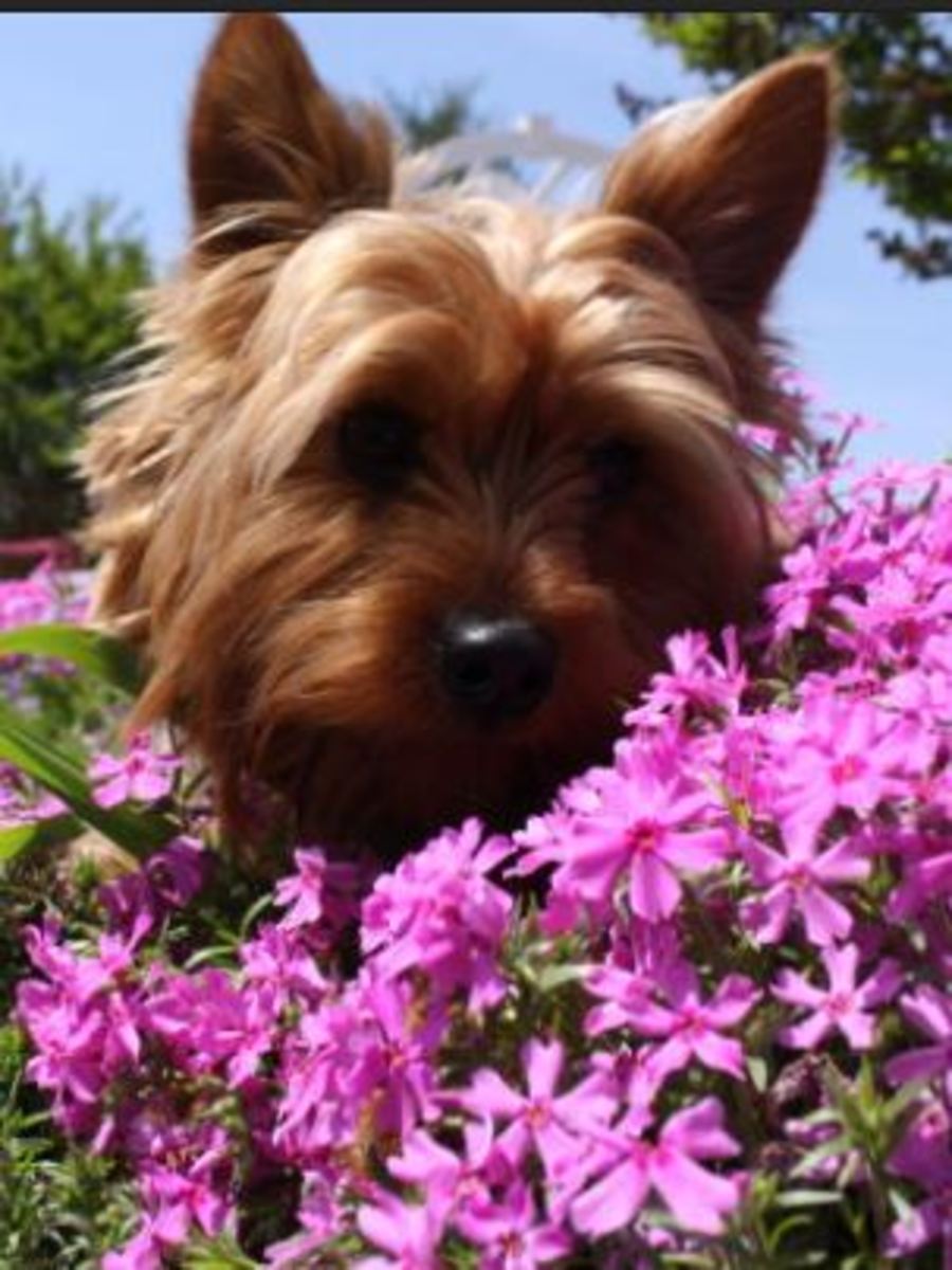 dog flowers