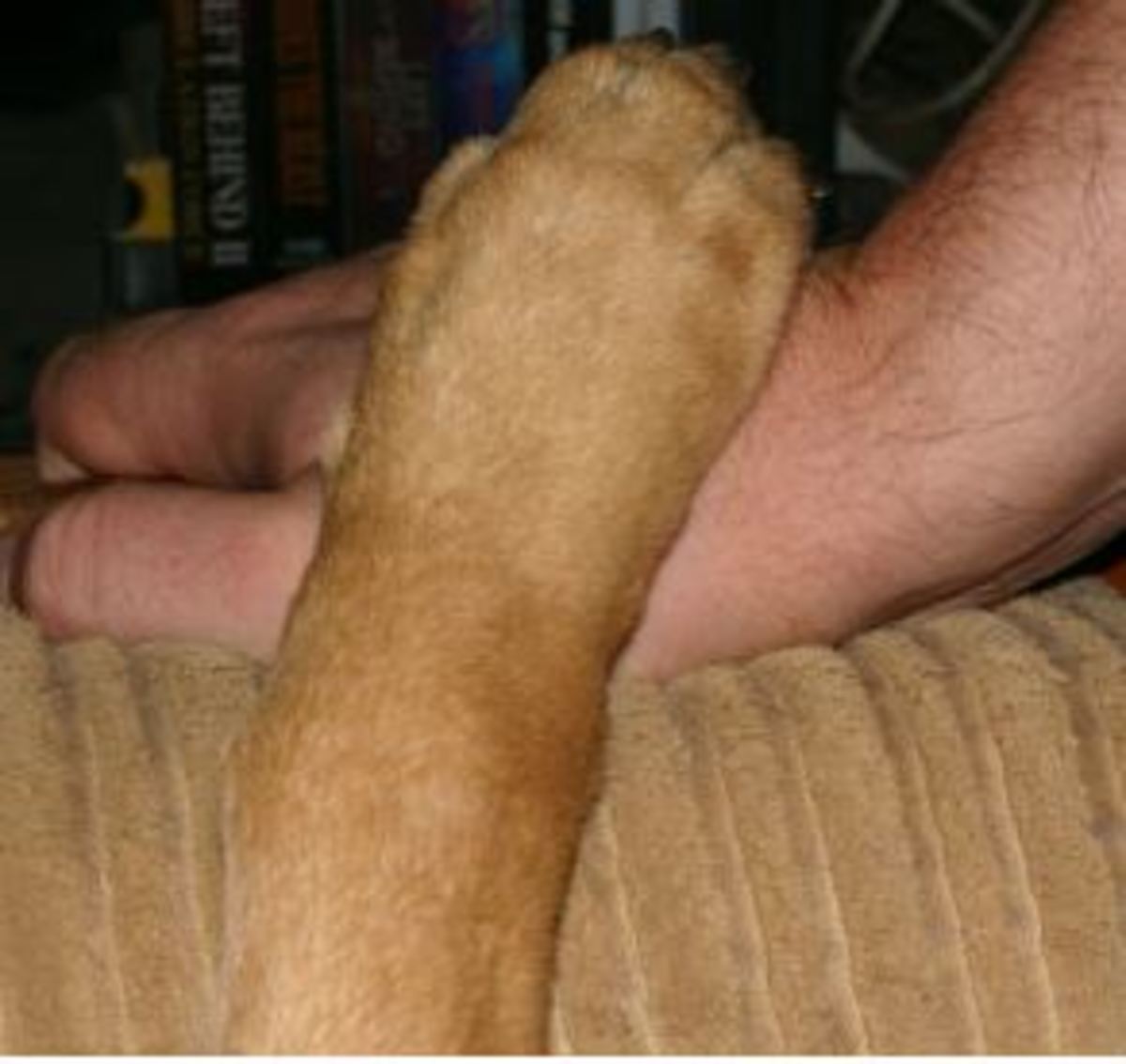 dog paw