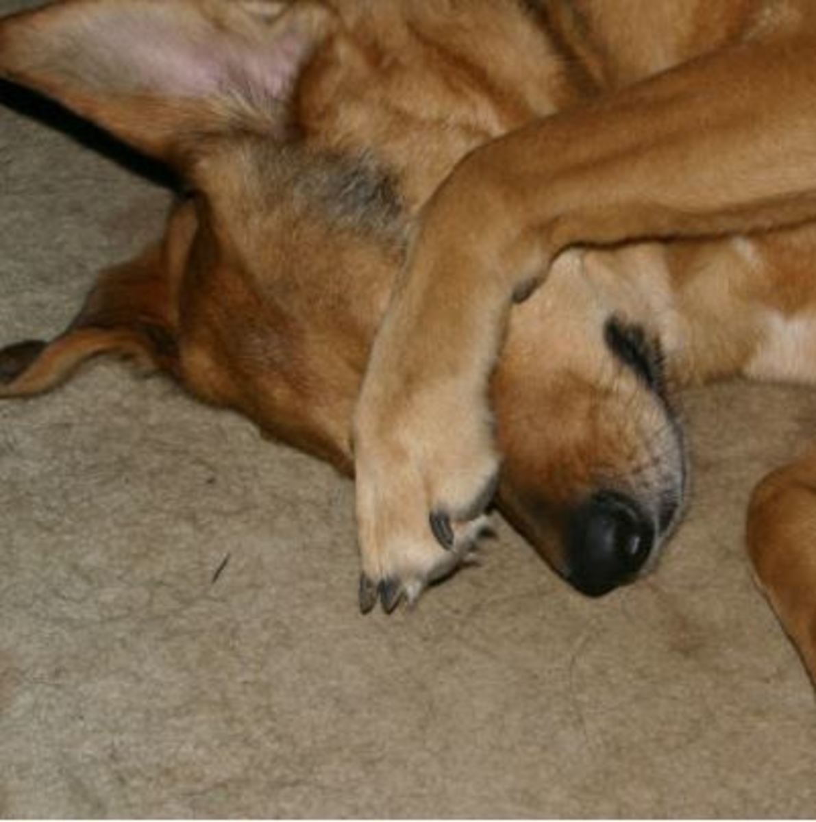 dog pawing eyes