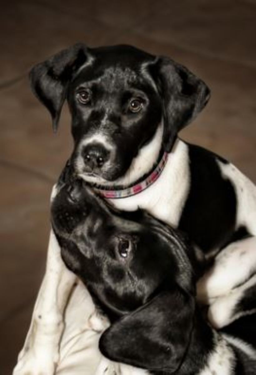 dogs-sniffing