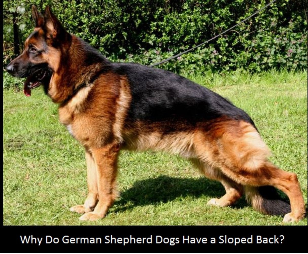 german shepherd back legs not working