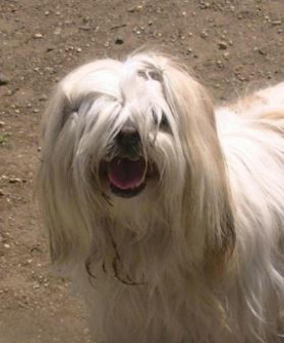 dog with hair on face breed