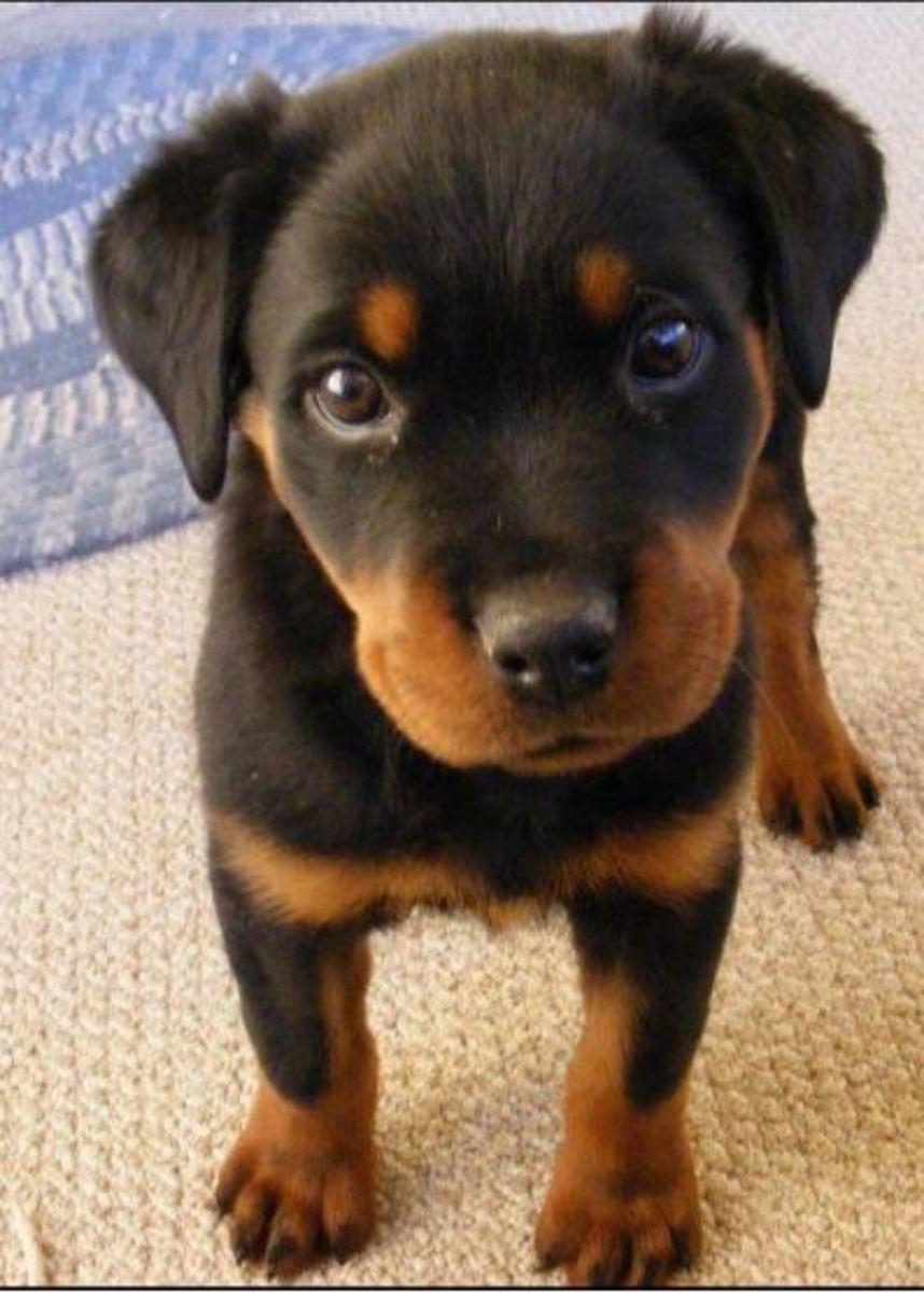 pee-pads-for-dogs