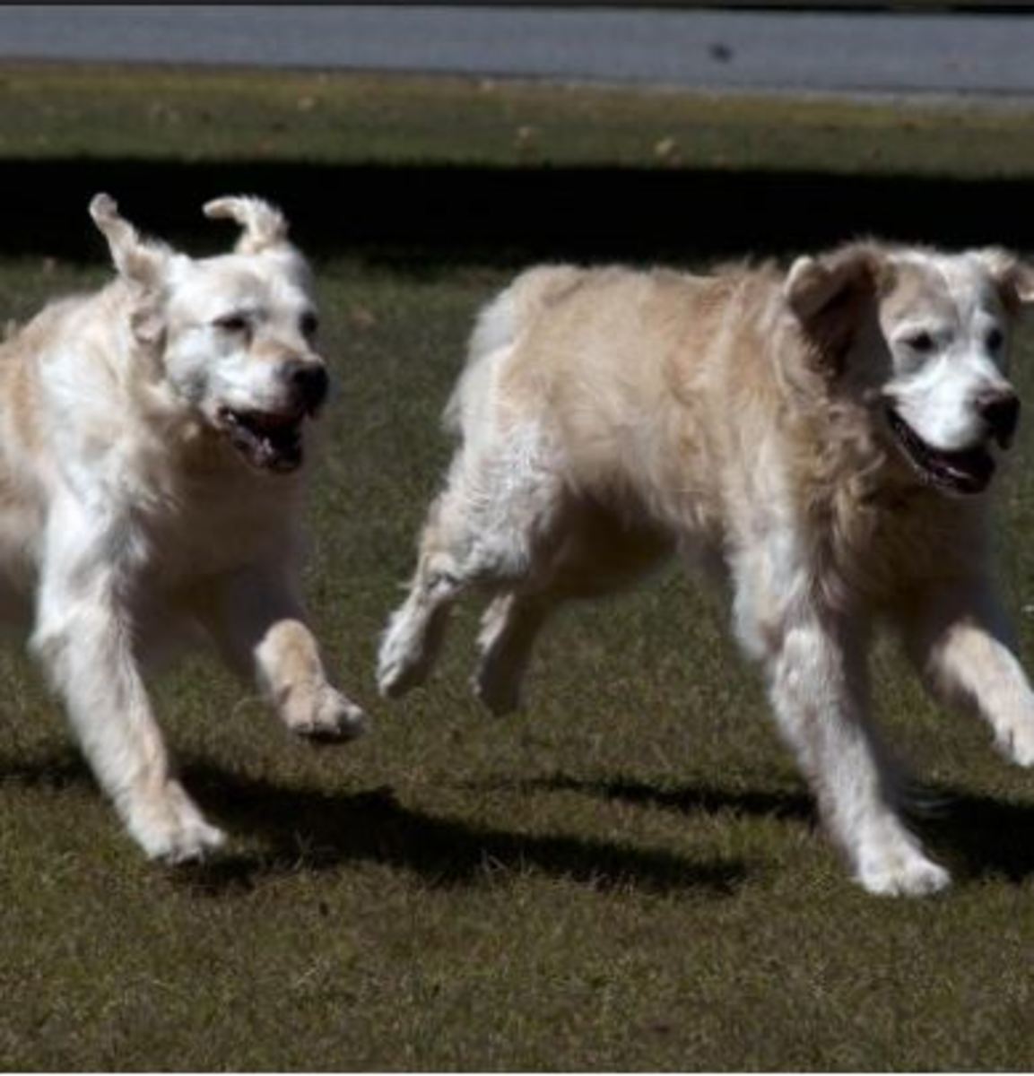 social-dogs-running