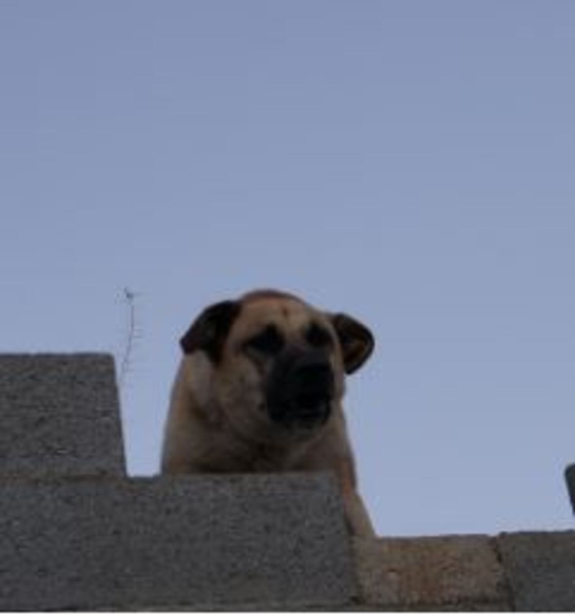 approach-avoidance-in-dog