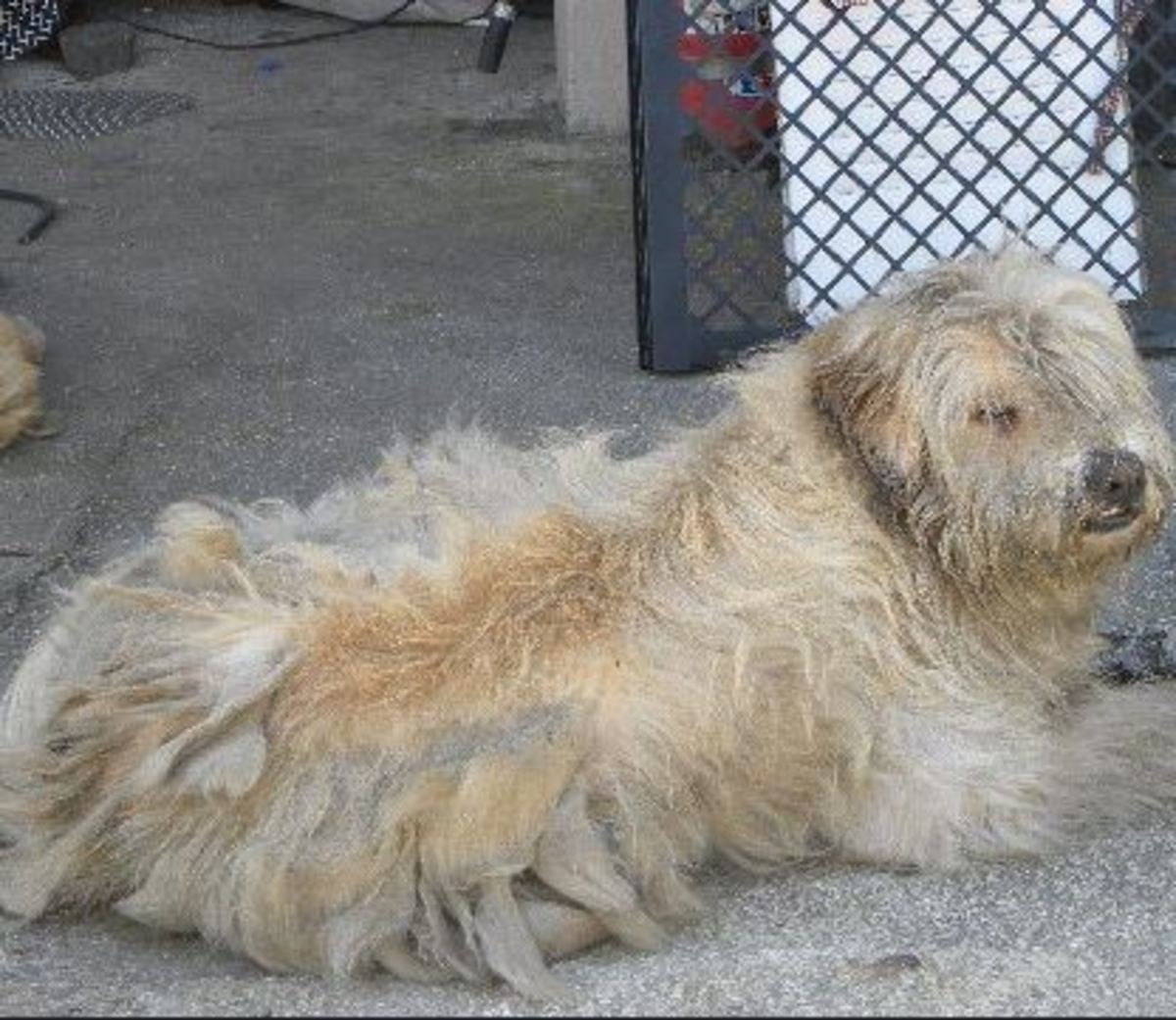 dog-coat-full-of-mats