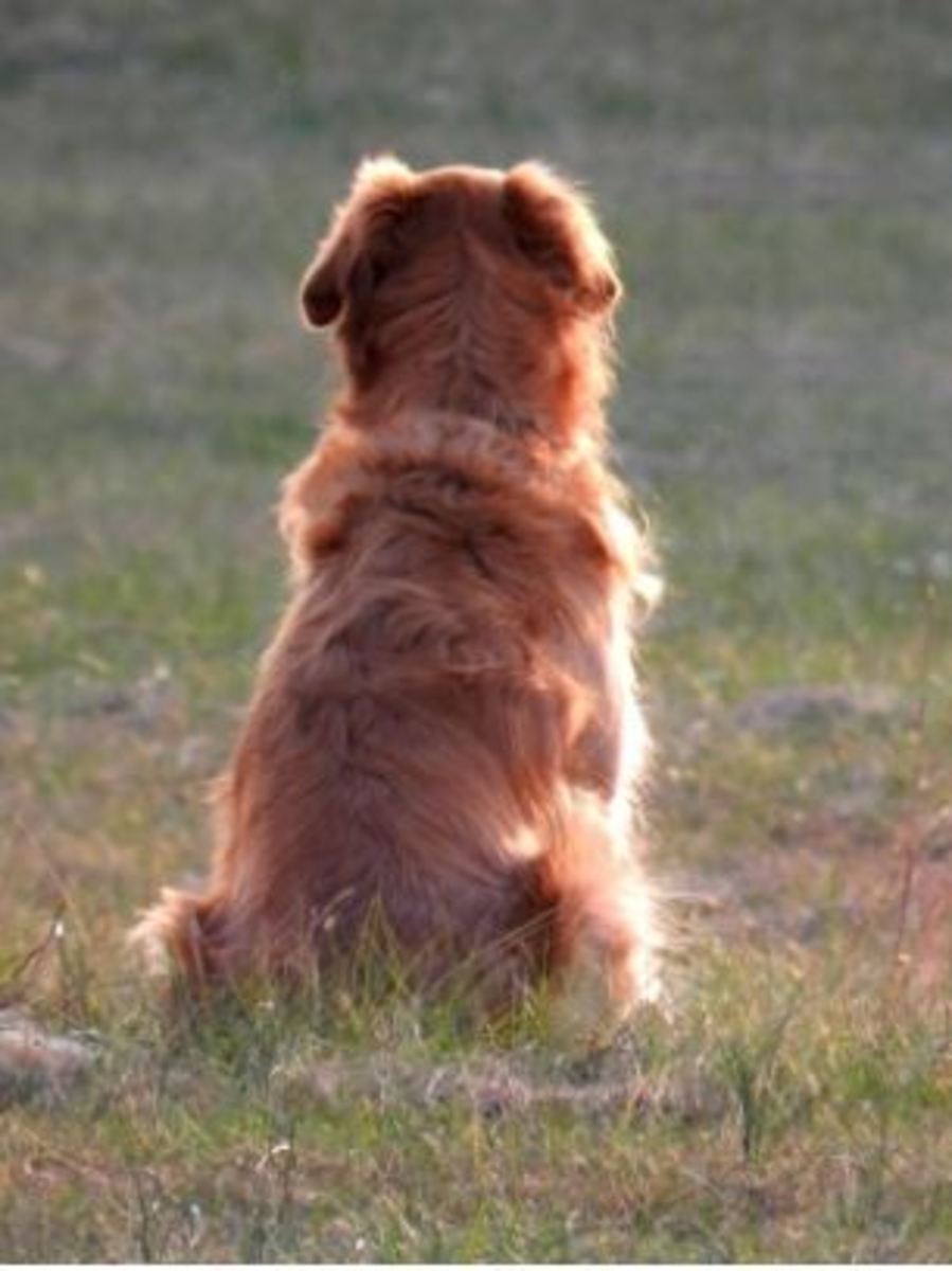 dog-guarding-home old