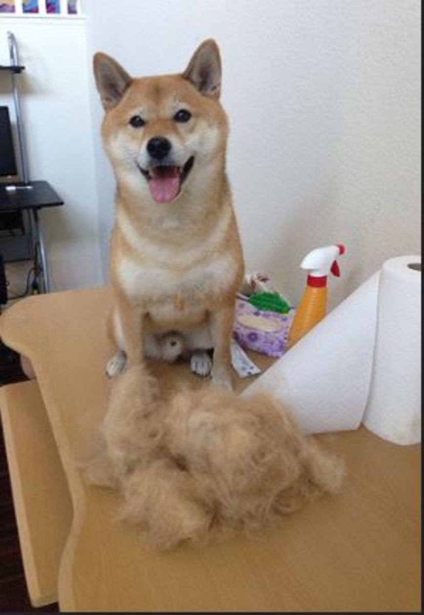 dog-shedding-year-round