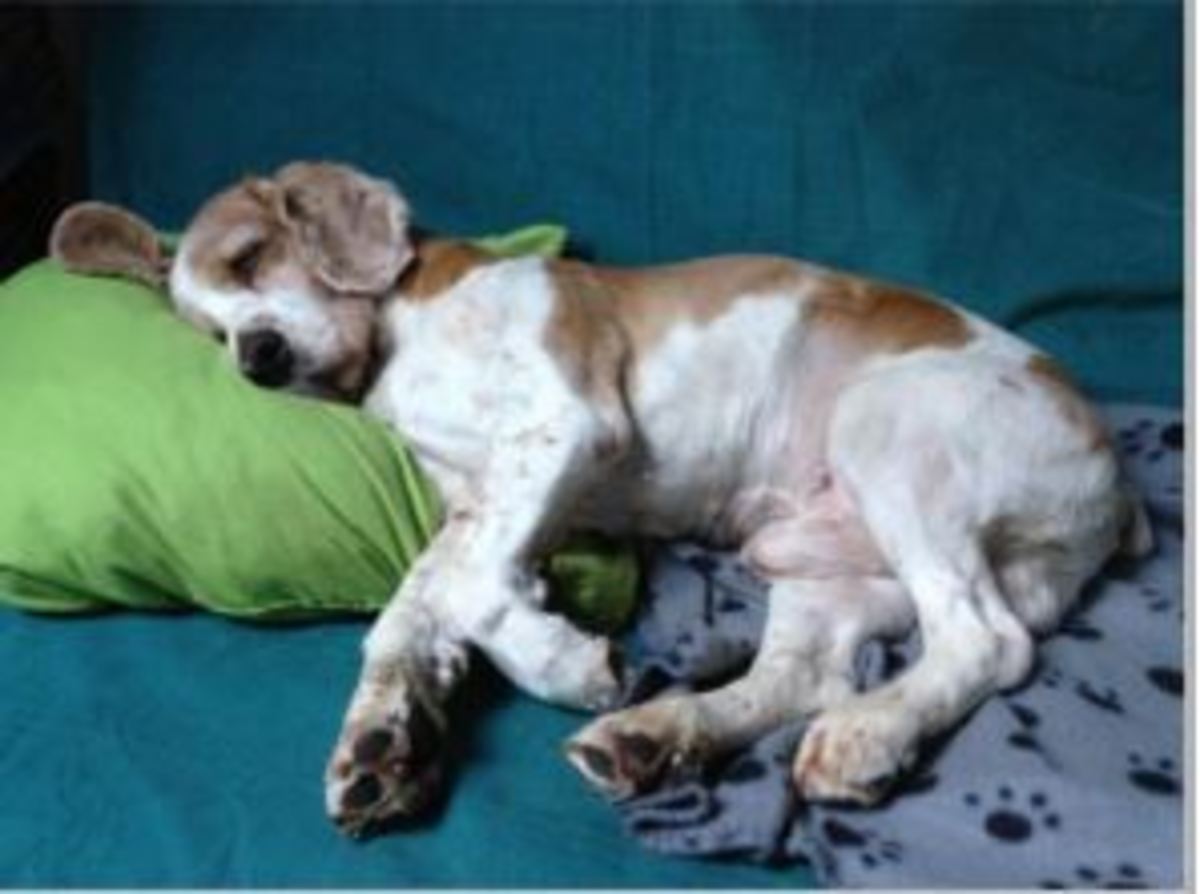 dog-sleeping