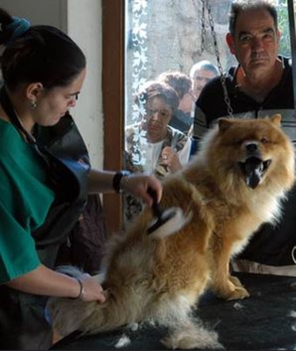 dog-stressed-at-dog-groomer