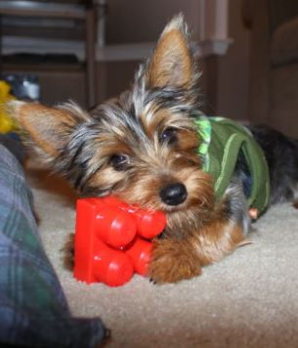 dog-toy