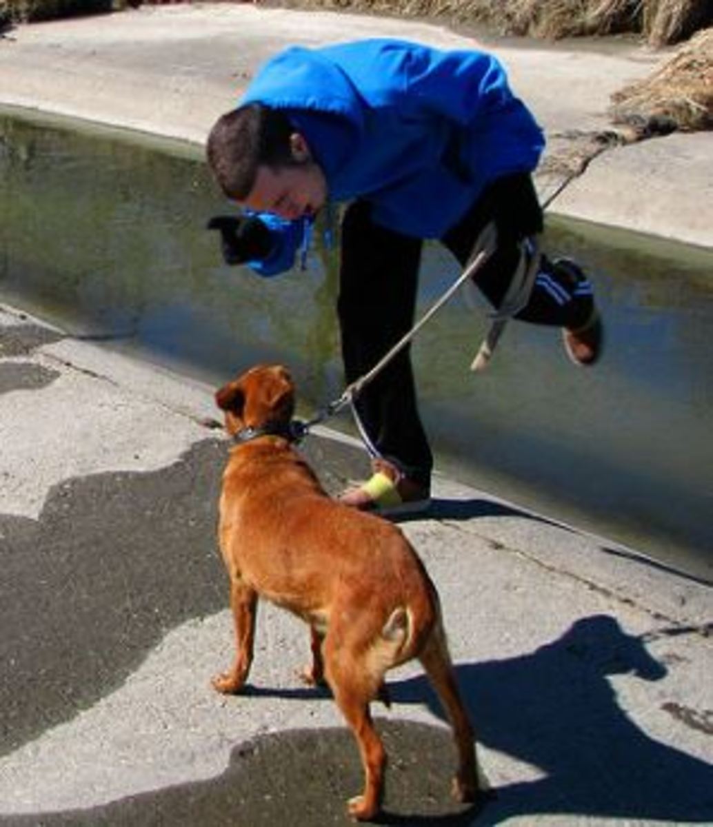 dog-discipline