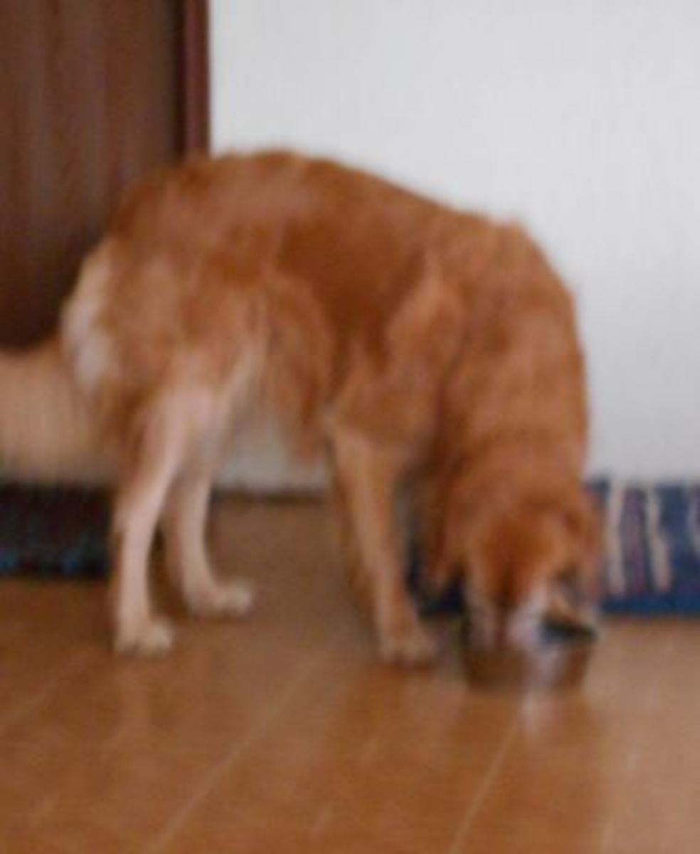 Dog Not Eating Out of Metal Bowl - Daily Dog Discoveries