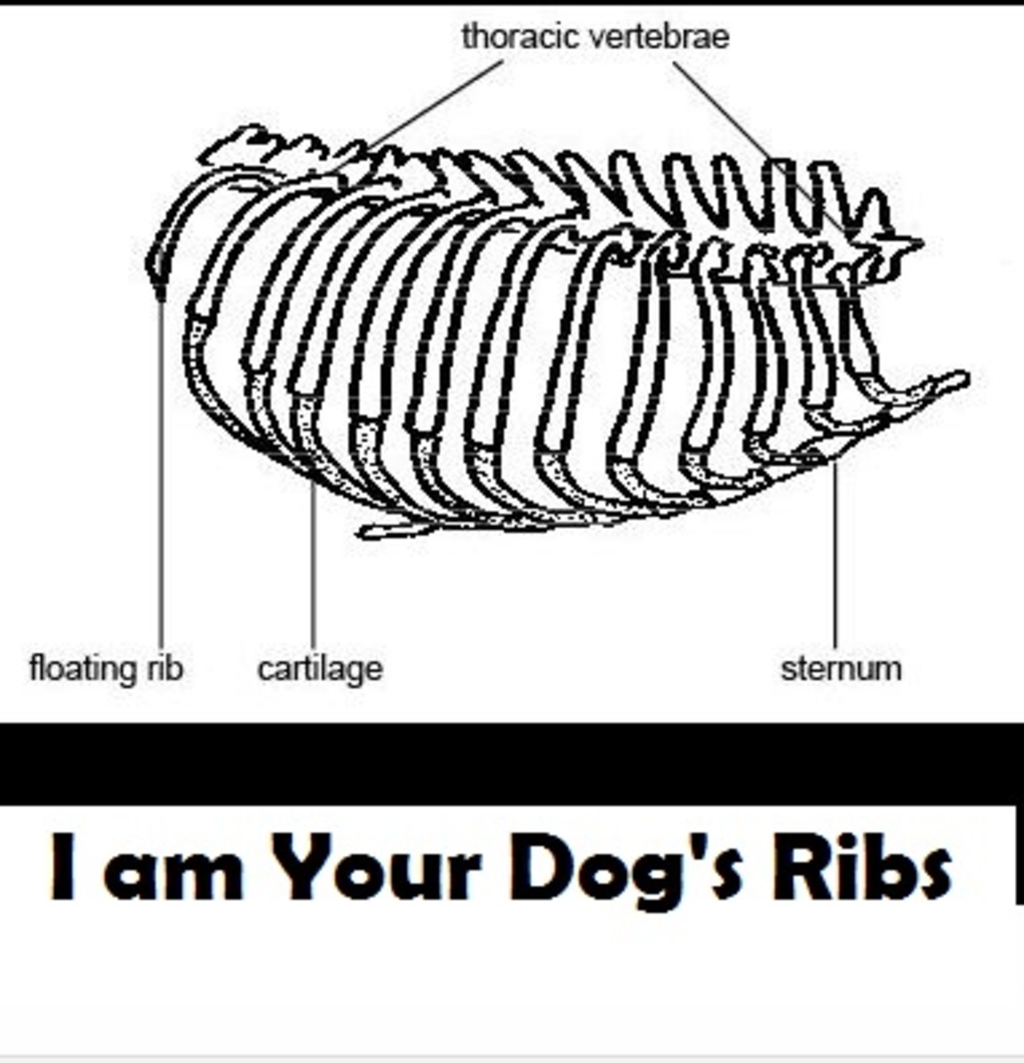 I am Your Dog's Ribs - Dog Discoveries