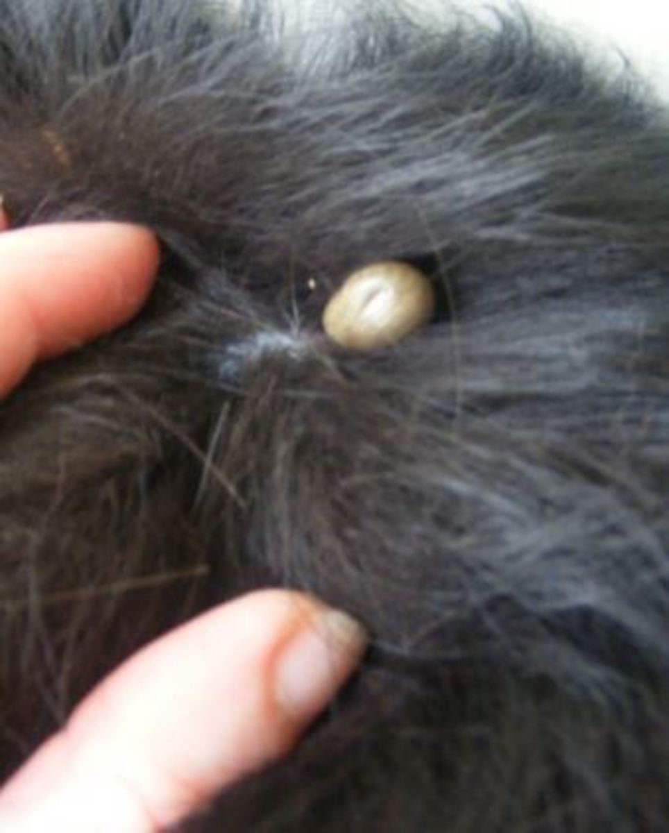 What are Skin Tags on a Dog? Dog Discoveries