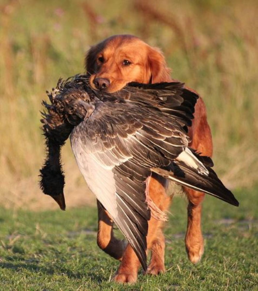 different kinds of retrievers