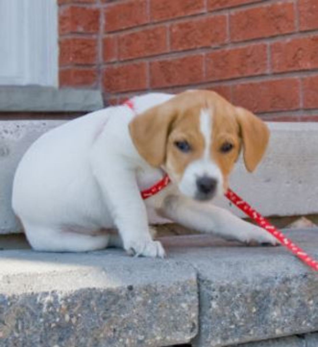 pulling-dog