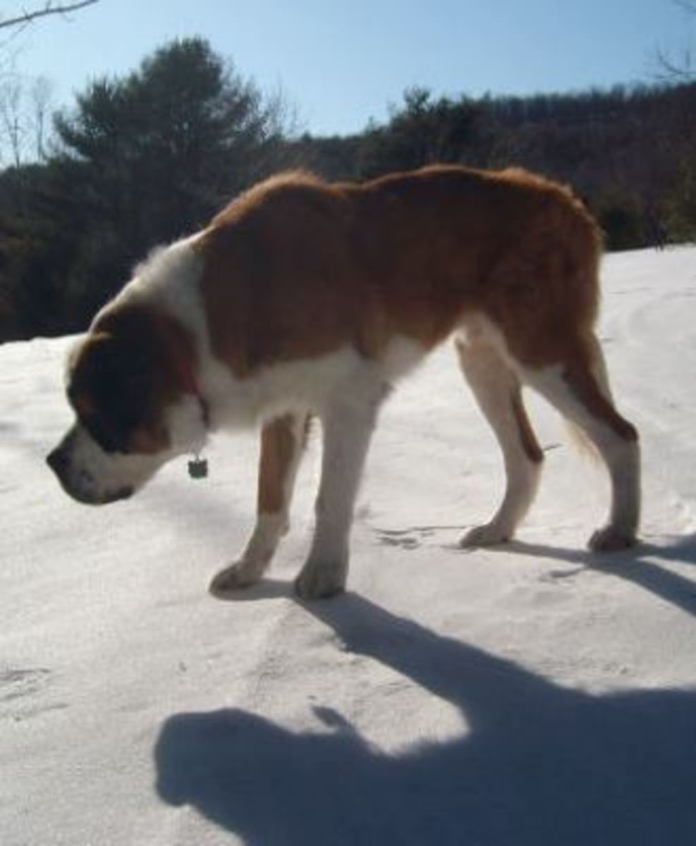 saint-bernard-breed