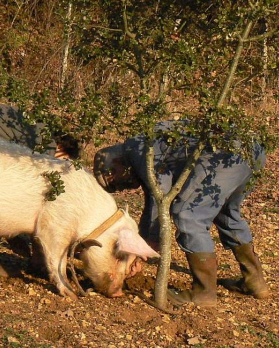 What Breed of Dog Hunts Truffles? - Dog Discoveries