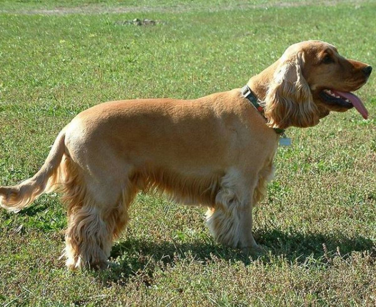 What Were Spaniels Bred For - Daily Dog Discoveries