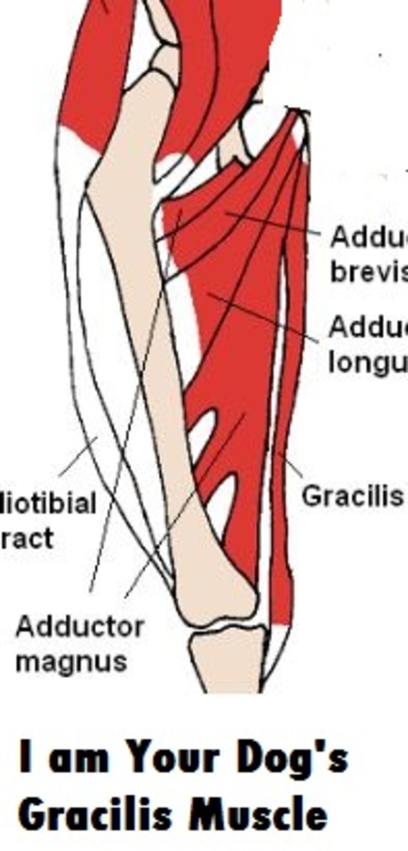 I am Your Dog's Gracilis Muscle Dog Discoveries